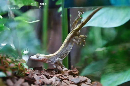 寧波市中心空降熱帶雨林 5000份水母、6000株植物與遠古生物共舞