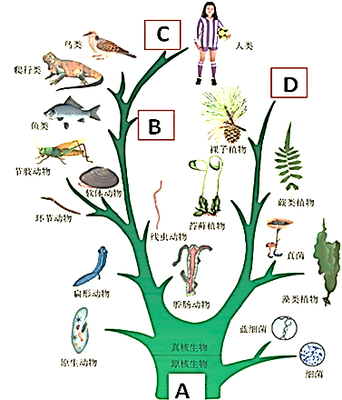 生物進(jìn)化樹(shù) 揭示生命演變的壯麗歷程